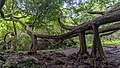 Hawaii Landscape